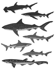 Collection of sharks, different types black, white and grey colors.  Vector illustration