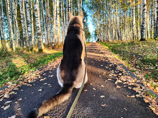 Dog German Shepherd in an autumn day and green, yellow nature forest around. Waiting eastern...