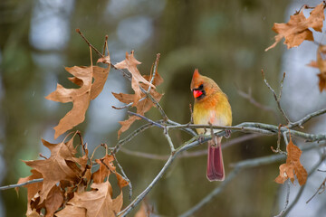 The northern cardinal (Cardinalis cardinalis), female in pale pink plumage on a tree branch in winter, New Jersey
