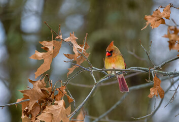The northern cardinal (Cardinalis cardinalis), female in pale pink plumage on a tree branch in winter, New Jersey