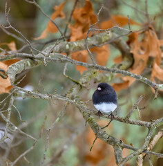 The dark-eyed junco (Junco hyemalis), bird on a tree branch in winter, New Jersey.