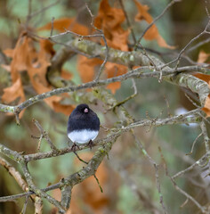The dark-eyed junco (Junco hyemalis), bird on a tree branch in winter, New Jersey.