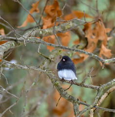 The dark-eyed junco (Junco hyemalis), bird on a tree branch in winter, New Jersey.