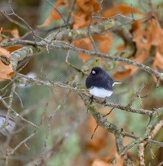 The dark-eyed junco (Junco hyemalis), bird on a tree branch in winter, New Jersey.
