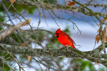 The northern cardinal (Cardinalis cardinalis), male in bright red plumage on a tree branch