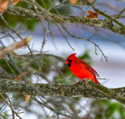 The northern cardinal (Cardinalis cardinalis), male in bright red plumage on a tree branch
