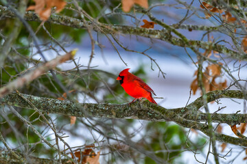 The northern cardinal (Cardinalis cardinalis), male in bright red plumage on a tree branch