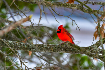 The northern cardinal (Cardinalis cardinalis), male in bright red plumage on a tree branch