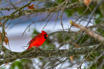 The northern cardinal (Cardinalis cardinalis), male in bright red plumage on a tree branch