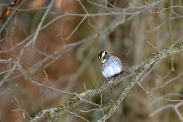 The white-throated sparrow (Zonotrichia albicollis)  is a passerine bird, small songbird on a tree branch in winter