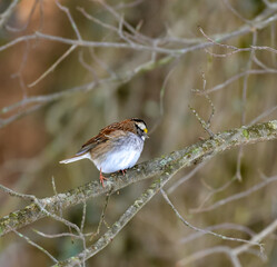 The white-throated sparrow (Zonotrichia albicollis)  is a passerine bird, small songbird on a tree branch in winter