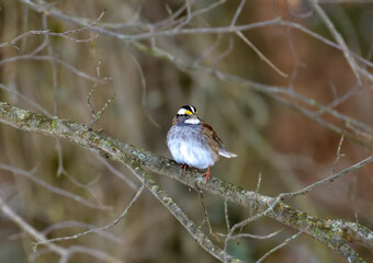 The white-throated sparrow (Zonotrichia albicollis)  is a passerine bird, small songbird on a tree branch in winter