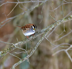 The white-throated sparrow (Zonotrichia albicollis)  is a passerine bird, small songbird on a tree branch in winter