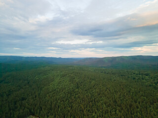 Coniferous green forest in the mountains in summer at sunset. Landscape, nature.