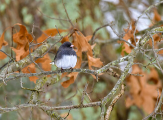 The dark-eyed junco (Junco hyemalis), bird on a tree branch in winter, New Jersey.