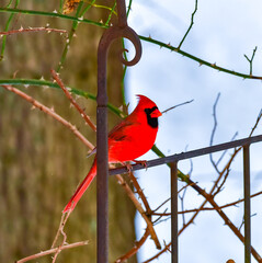 The northern cardinal (Cardinalis cardinalis), male in bright red plumage on a tree branch