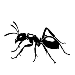 Silhouette ant full body black color only