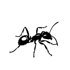Silhouette ant full body black color only