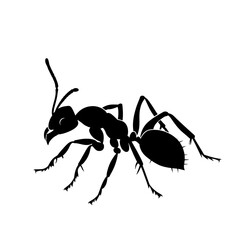 Silhouette ant full body black color only