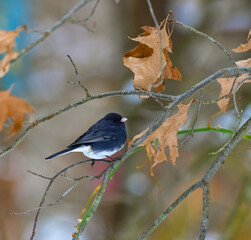 The dark-eyed junco (Junco hyemalis), bird on a tree branch in winter, New Jersey.