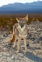 The coyote (Canis latrans), Death Valley National Park, California