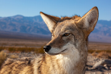 The coyote (Canis latrans), Death Valley National Park, California