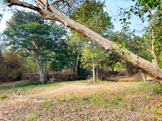 nature background photoshoot without filters