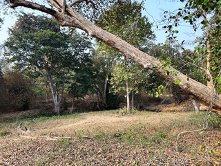 Fototapeta premium nature background photoshoot without filters