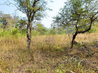 nature background photoshoot without filters