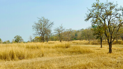 nature background photoshoot without filters