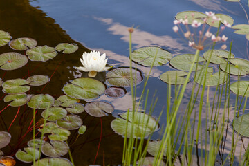 A picturesque white lotus grows in a pond among round leaves