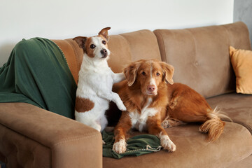 Two companionable dogs, a Jack Russell Terrier and a Nova Scotia Duck Tolling Retriever, share a...