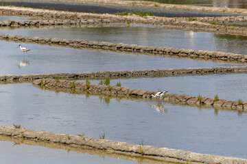 view of a salt marsh