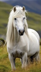 Obraz premium Magnificent black stallion with a gorgeously flowing mane, captured in the warm golden sunlight