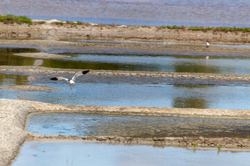 view of a salt marsh