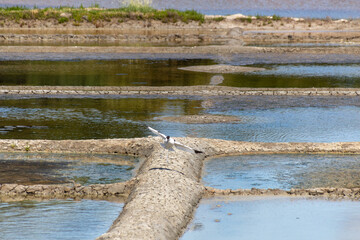 view of a salt marsh