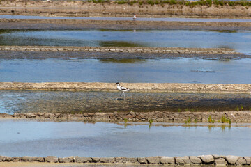 view of a salt marsh