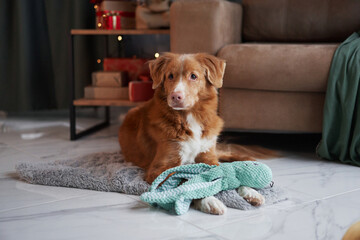 A Nova Scotia Duck Tolling Retriever dog with a toy on a rug, festive ambience surrounds. Its...