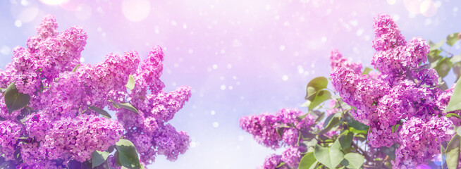 Blooming violet lilac flowers in a garden. Lilac flowers spring blossom.   Blooming purple lilac against a blue sky.  Background with blooming lilacs. - obrazy, fototapety, plakaty
