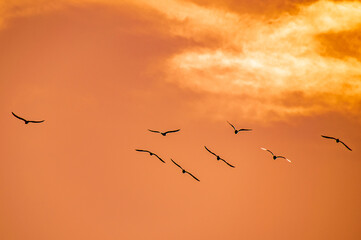 birds in the sky