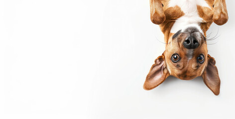 upside down surprised white and red hunting dog with long ears on a white isolated background. banner for pet store, with space for text. concept advertising, animals, dogs, love for animals, emotions