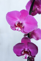 Beautiful pink orchid on a white background. Close-up.
