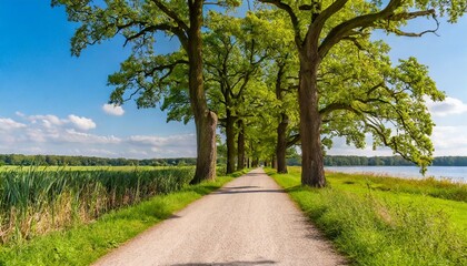 Fototapeta na wymiar a beautiful old oak tree lined walk in the lauenburg lakes nature park northern germany
