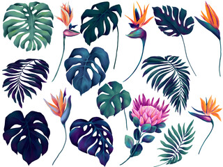 Set of watercolor deep blue and green monstera leaves and colorful strelitzia and protea flowers - 715507063