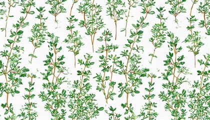 thyme plant hand drawn seamless pattern - obrazy, fototapety, plakaty