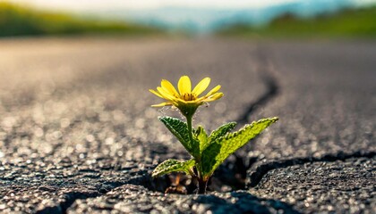 a small flower has broken through the asphalt and is blooming a concept of hope and rebirth