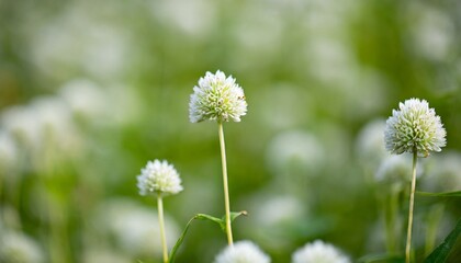 white grass flower and blur background small white flowers in a field beautiful background white globe amaranth in grass field green blurred background high quality photo