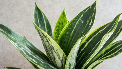 air purifying houseplants succulent leaves of sansevieria plants indoor houseplant isolated on transparent background