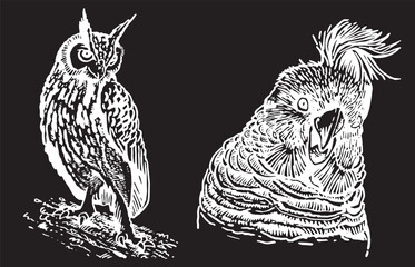 Fototapeta premium Graphical set of birds on white , vector illustration 