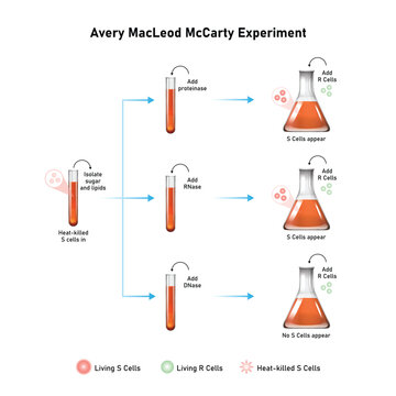 Avery MacLeod McCarty Experiment Scientific Design. Vector Illustration.